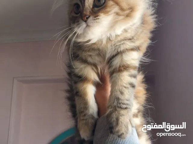 قطه شرازى عمرها 4 شهور مطعمه وبتحب اللعب جده