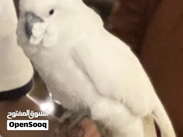 أنا اتبنا اي نوع طيور و على الذمه و أنا اقدر اجي اخذه