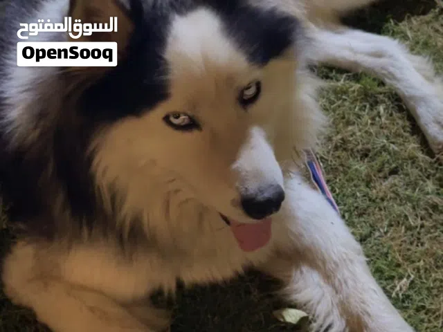 كلب هاسكي للبيع مدرب جميع الأوامر مكاني نجف