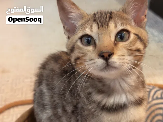 Pure Bengals Cat Excellent Quality – 2.5 Months