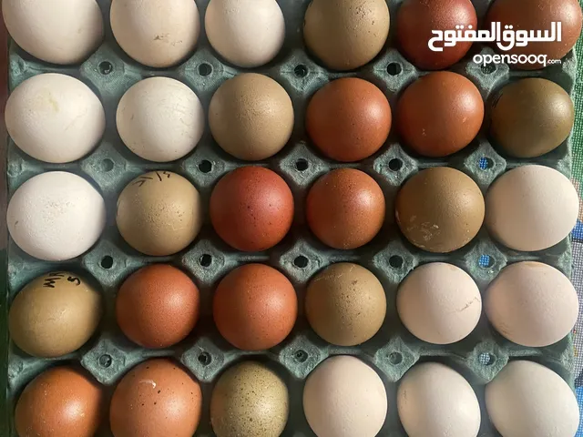 متوفر بيض للتفقيس دماء نقية وسلالات اصيلة