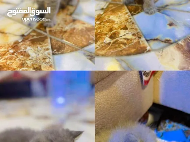 قطط هملايا للتبني العمر شهر ونص 6 قطط