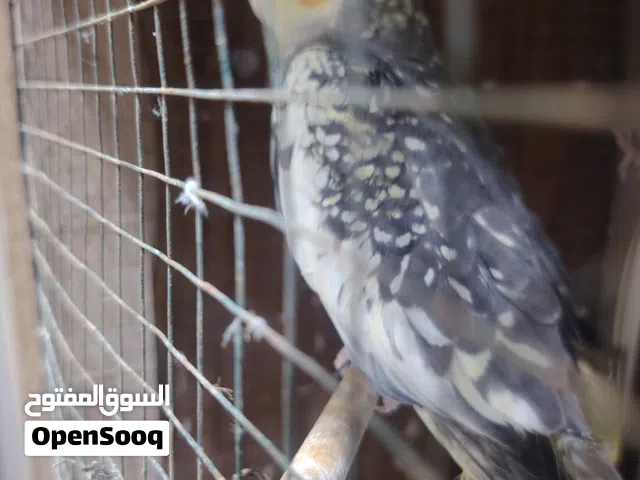 كوكتيل ربه عمر شهرين ونص