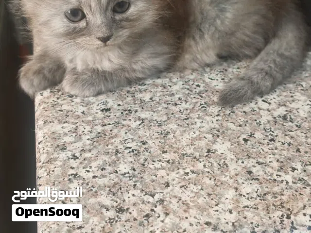 قطط شيرازيات اخوه