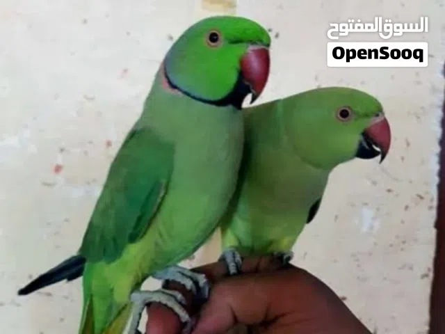 أقره الوصف بغبغاء زوج اليفات ومتكلمات لمراوس