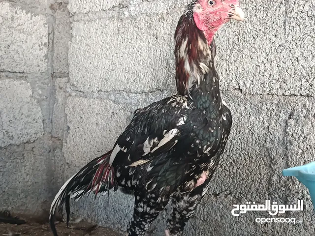 ديكه حال لبيع