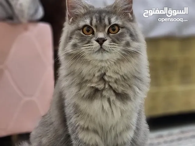 قطة شيرازية جميلة