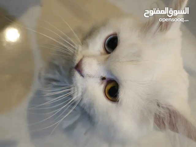 للتبني قط Agura