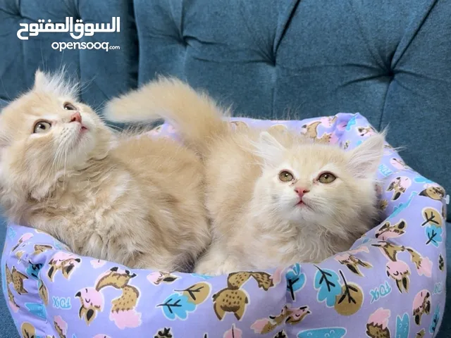 قطط ذكر وانثى