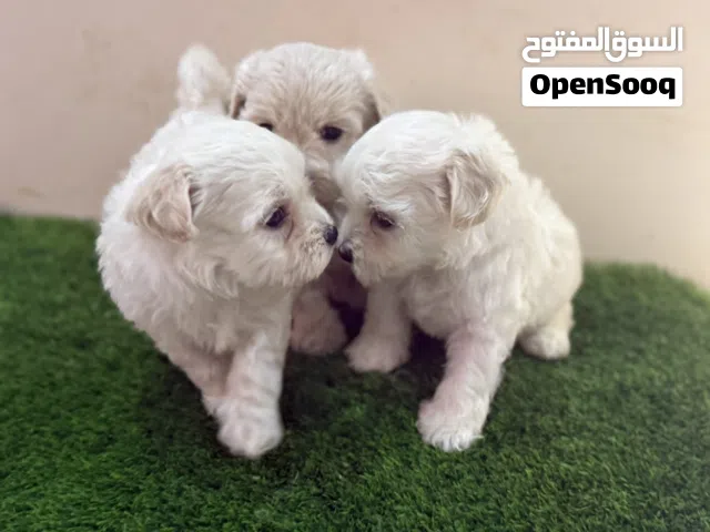 Maltipoo puppies