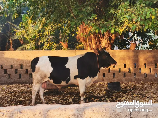 ثور نمساوي خالص للبيع عمرة ثلاث سنوات حجمة كبير وصغير في السن تارس لحم ويصلح حق البقر هادي جدا