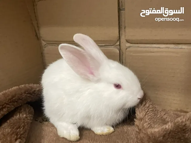 سلام عليكم للبيع ارنب عمره شهر واحد المنطقة بالم مطلاع والأرنب ثلاثة دنانير ويا القفص دينارين