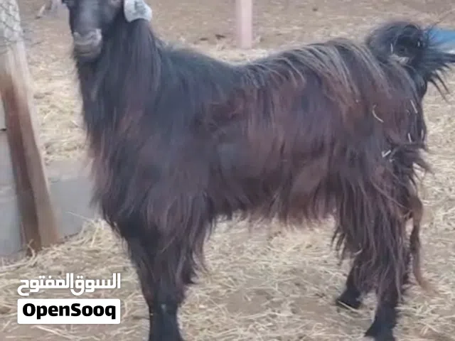 تيس عماني للبيع