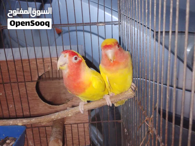 كوبية بركديلو كيف بادية تلف  مكان الزاويه الغربية