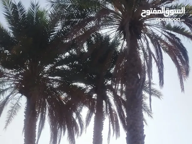 مزرعة في ازكي