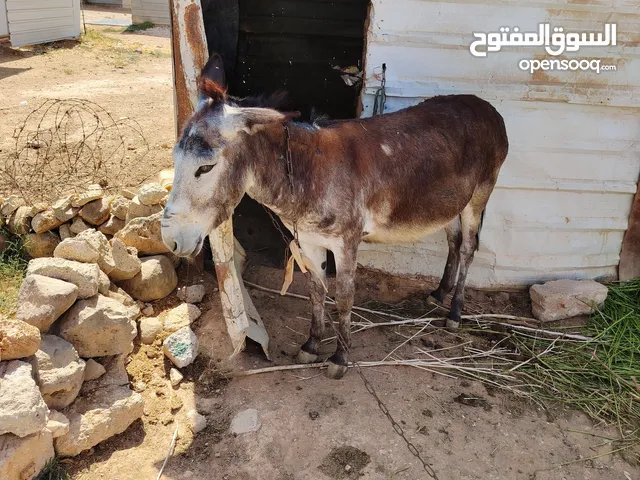 حماره عمر 4سنوات عشار للبيع ساغ سلم المفرق