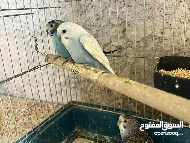 عصافير حب لاتينو