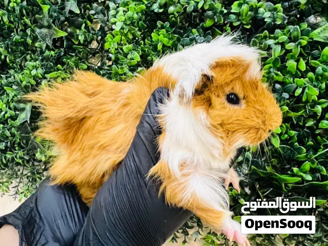 Long-Haired Brown & White Guinea Pig  خنزير هندي طويل الشعر بني وأبيض – جودة عالية