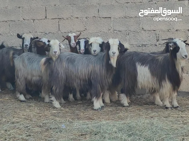 للبيع غنم من حلال بني سعيد شي فاخر ماشاء الله مد وشور ذكر الله سمان ماعليهن كلام عدد 10
