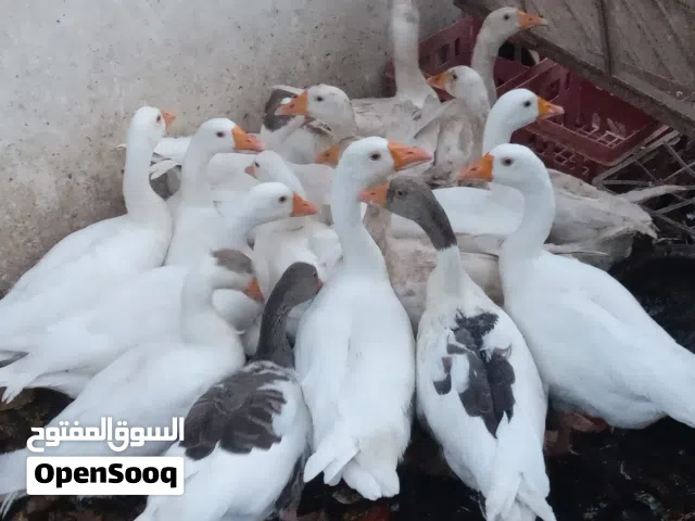 إوز عماني الحبه 20 ريال من السهل تربيها في المنازل ف تتغذى على الأطعمة النباتية و استثمارًا مربحً