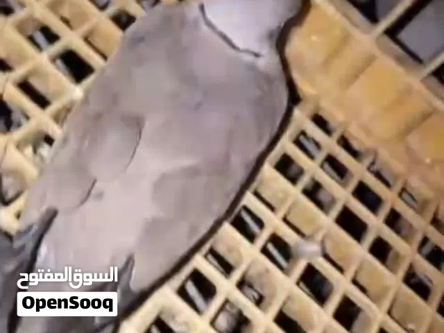 قمري للبيع .