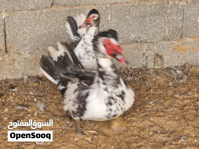 ذكر وانتي بط ربي يبارك لونهم رصاصي