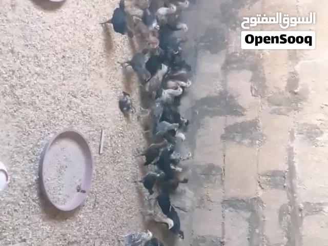 صيصان للبع