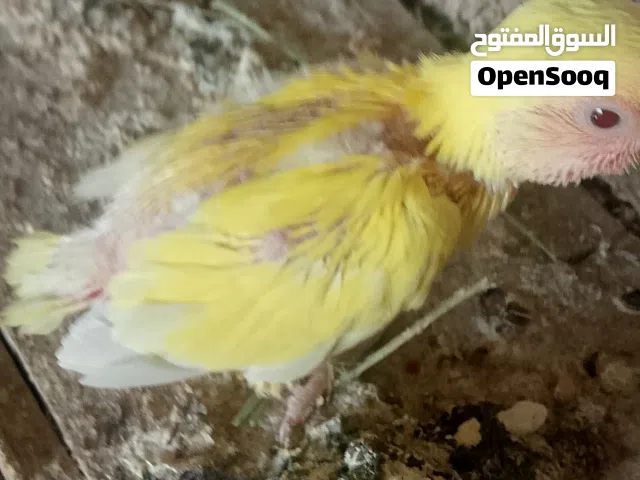 فروخ ترويض روز
