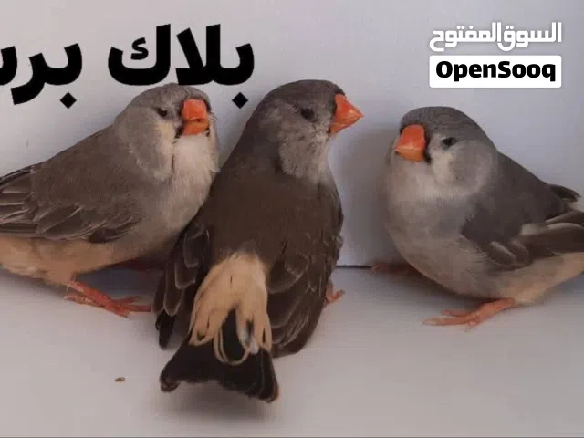 مطلوب عصافير جنة بدل على حمام عمان جاوا اقرا النص