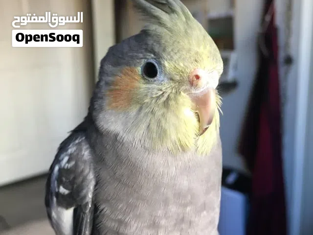 مطلوب ببغاء كوكتيل أليف بفضل يكون صغير بالعمر او قريب الفطم يكون صحة وسلامة