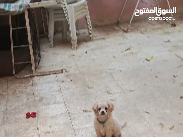 جرو فرنسي اليف هادي ولعوب