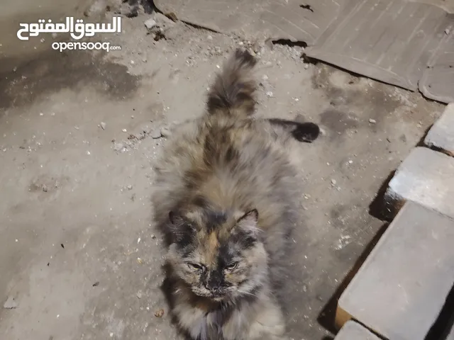السلام عليكم بزون للبيع شيرازي سعره 50 الف بيهه مجال