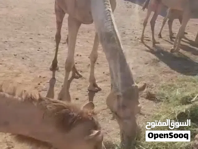 جمال للبيع (للورث)
