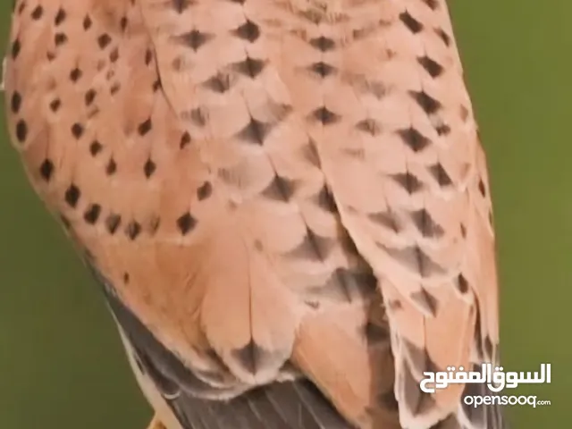 صقر شرياص اليف للبيع ءءءء