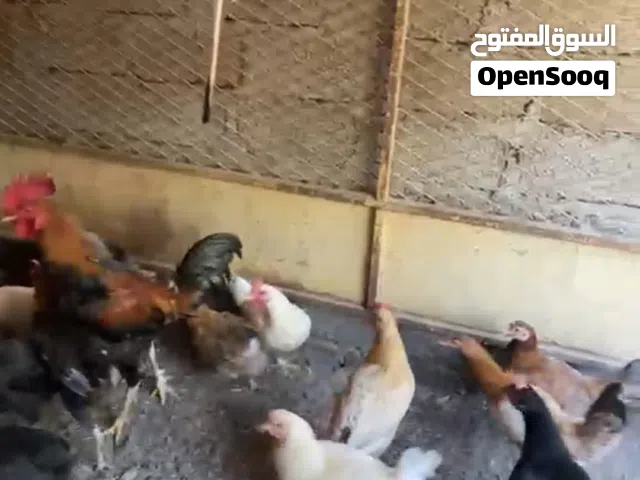 دجاج عمانيات للبيع