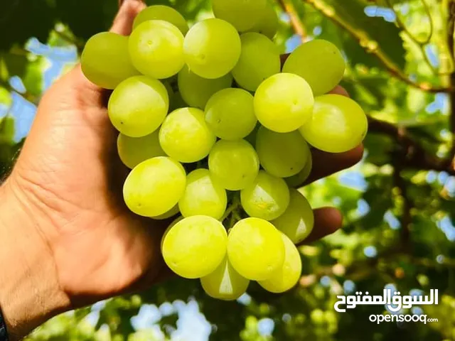 مطلوب ممول وشريك