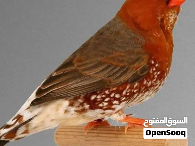 مطلوب انثى زيبرا ازبيل او سبلت ازبيل بسعر مناسب