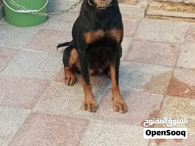 كلب روت وايلر