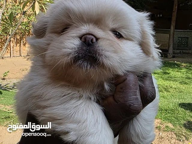 جرو بيكونوا ذكر