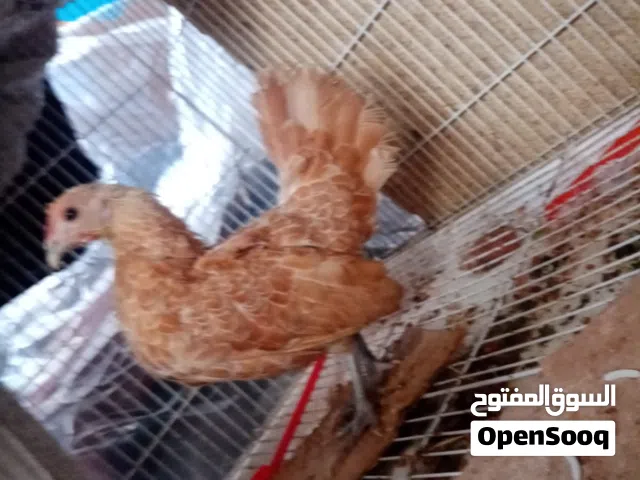 السلام عليكم متاح دجاجه اسبانيا