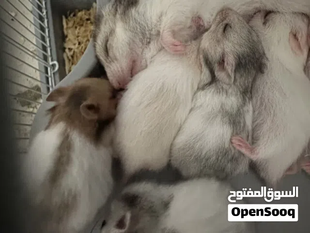 10 هامسترات ملونة حط سعرك و خذ بالقفص و الخشب