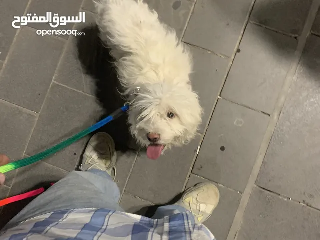 كلب ترير ذكر