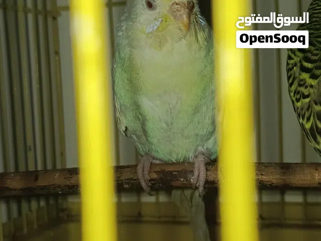 طيور حب للبيع. بغداد سعر الزوج 11الاف