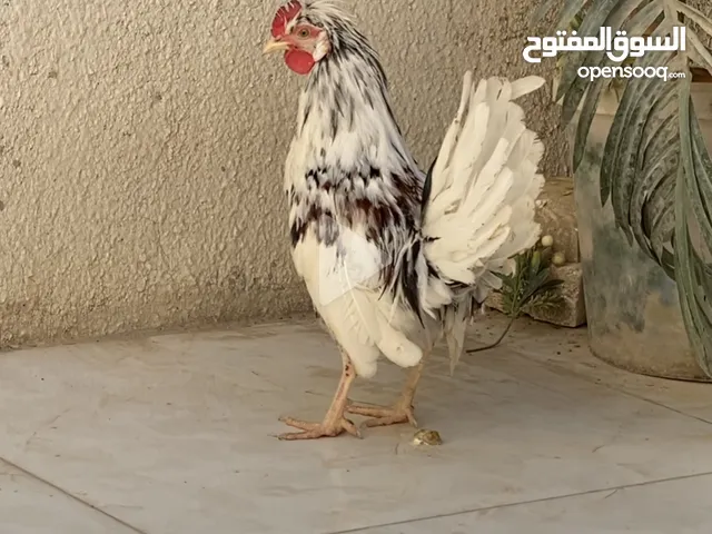 مطلوب زوج كويتيات