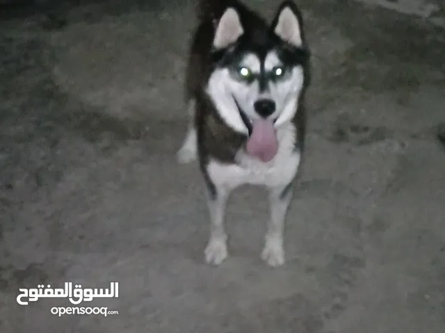 انثي هاسكي للبيع