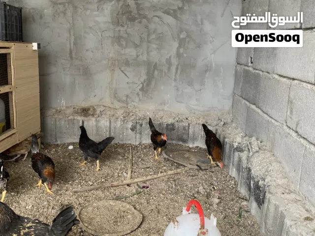 ديوجه كويتي
