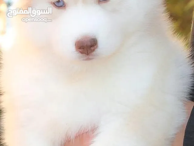 كلاب هاسكي