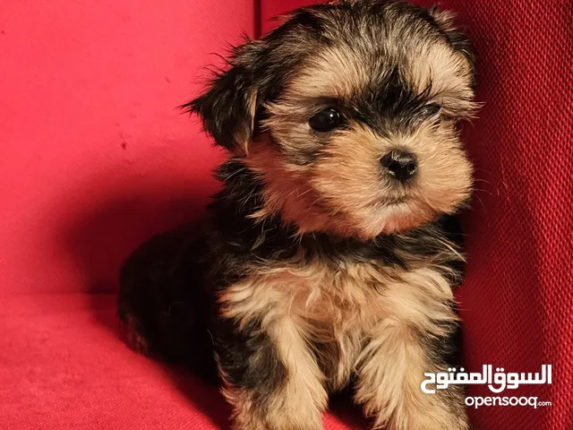 yorkishaier يوركي شاير