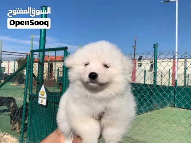 جراء سامويد لون ابيض ناصع كالثلج جميع اللقاحات اللازمه وجرعه الدود ومايكروشيب التسليم في عياده