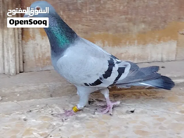 طيرة زاجل موديل 2019 جسم ومواصفات خشنة